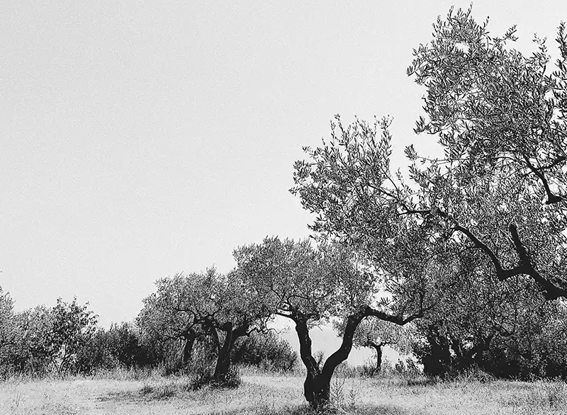 Black and white photo of trees in a filed with a path beside