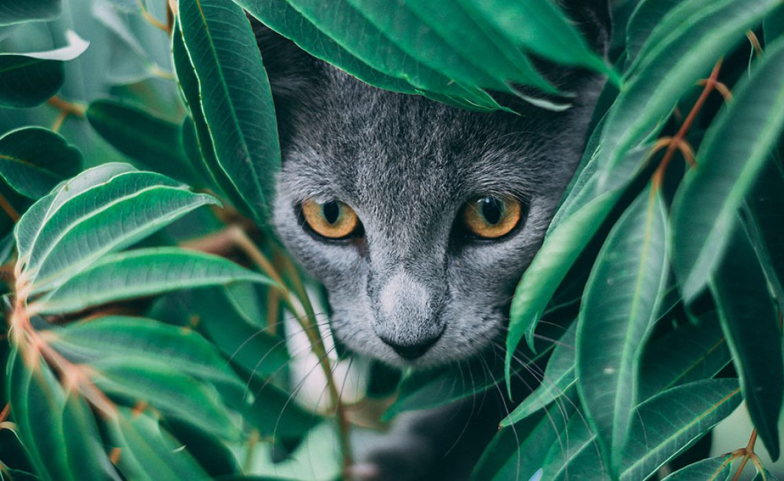 Cat in a jungle