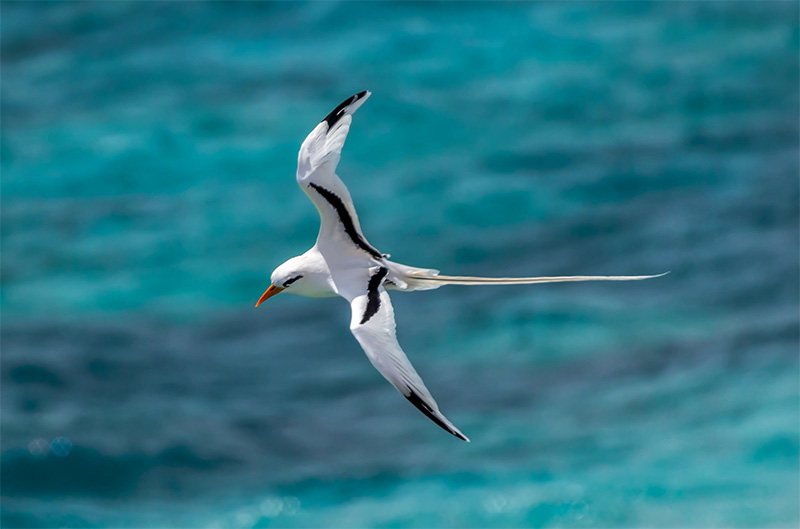 White-tailed-tropicbird