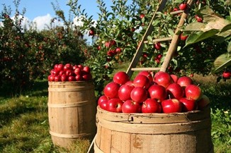 Mountain Apple Orchard