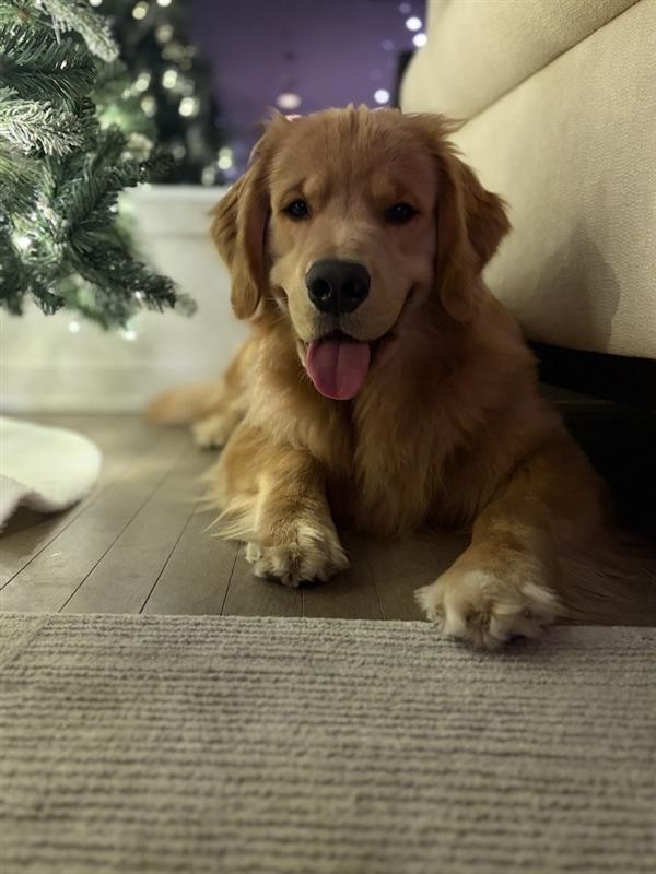 Hubble the dog at home during the holidays, marking new beginnings at Evans Family Wealth