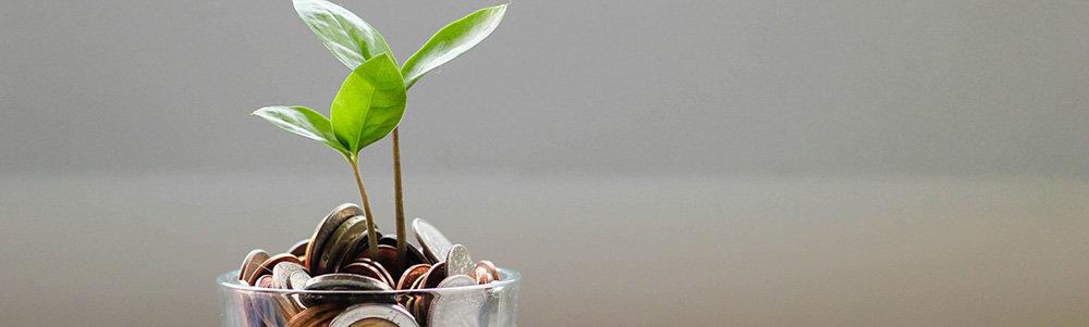 a plant growing out of money