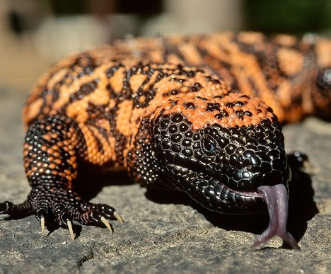 venomous lizards