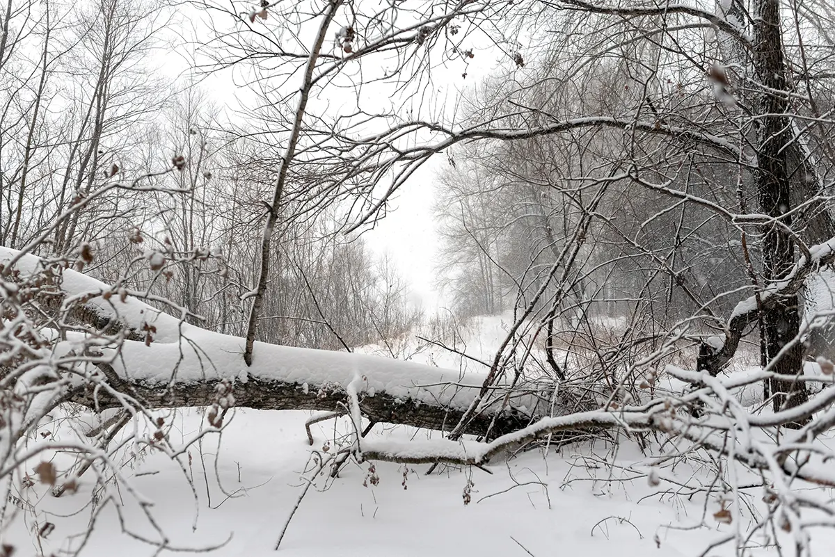 Picture of Snowy Forest